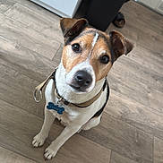 Lucky a rejoint le concours — aidez-le/la à gagner de superbes lots ! appliance, black, brown, collar, companion, curious, dog, domestic_animal, ears, floor, indoor, kitchen, looking_up, pet, sitting, snout, tag, trash_bin, white, wooden_floor