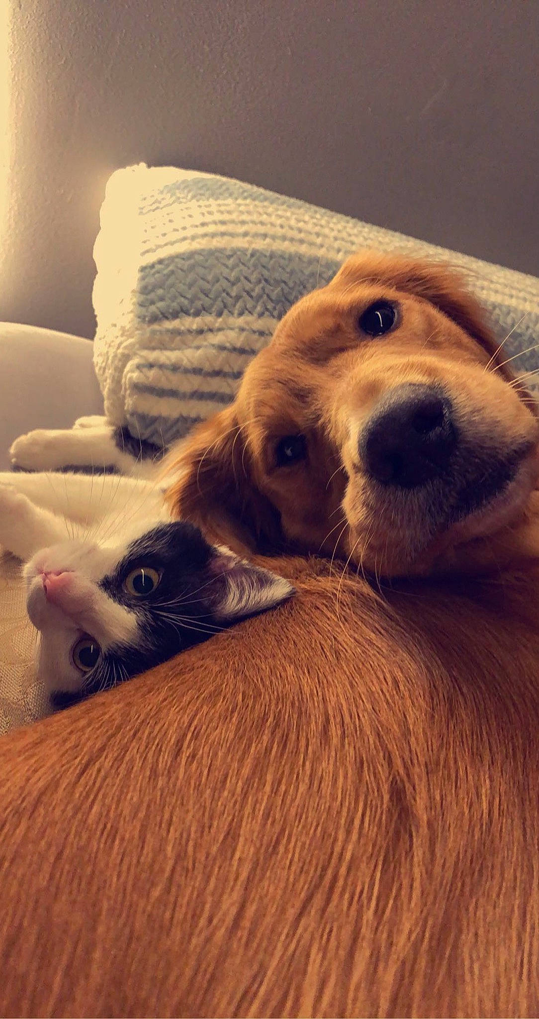 Kahlua joined the competition — help win amazing prizes! canidae, carnivore, comfort, companion_dog, couch, dog, dog_breed, ear, fawn, fur, golden_retriever, liver, nose, selfie, snout, sporting_group, terrestrial_animal, whiskers, wood, working_animal