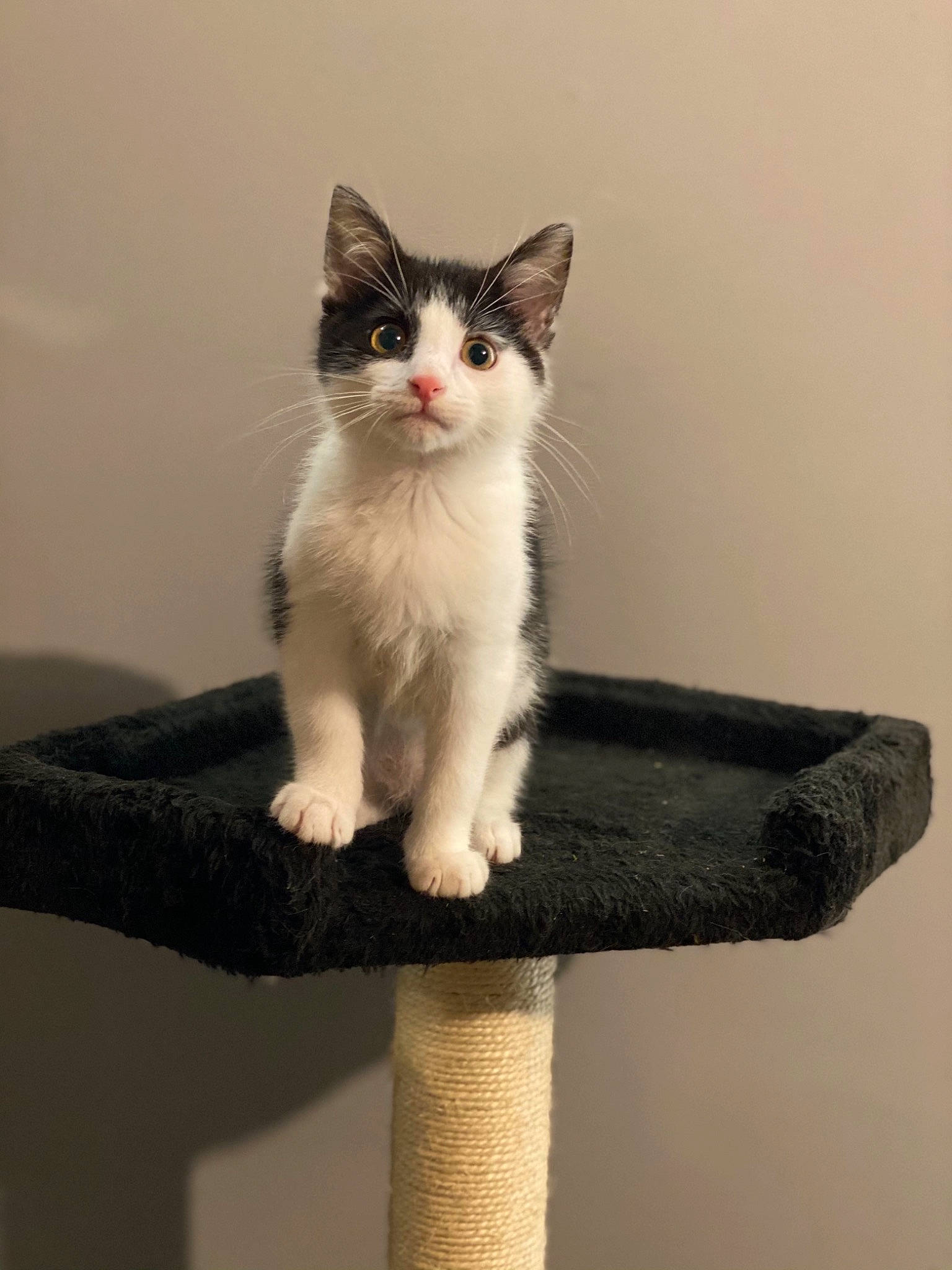 Jax is registered to the contest to win money with this photo: box, carnivore, cat, comfort, domestic_short_haired_cat, felidae, foot, formal_wear, fur, grey, hardwood, human_leg, paw, sitting, small_to_medium_sized_cats, snout, stairs, tail, whiskers, wood