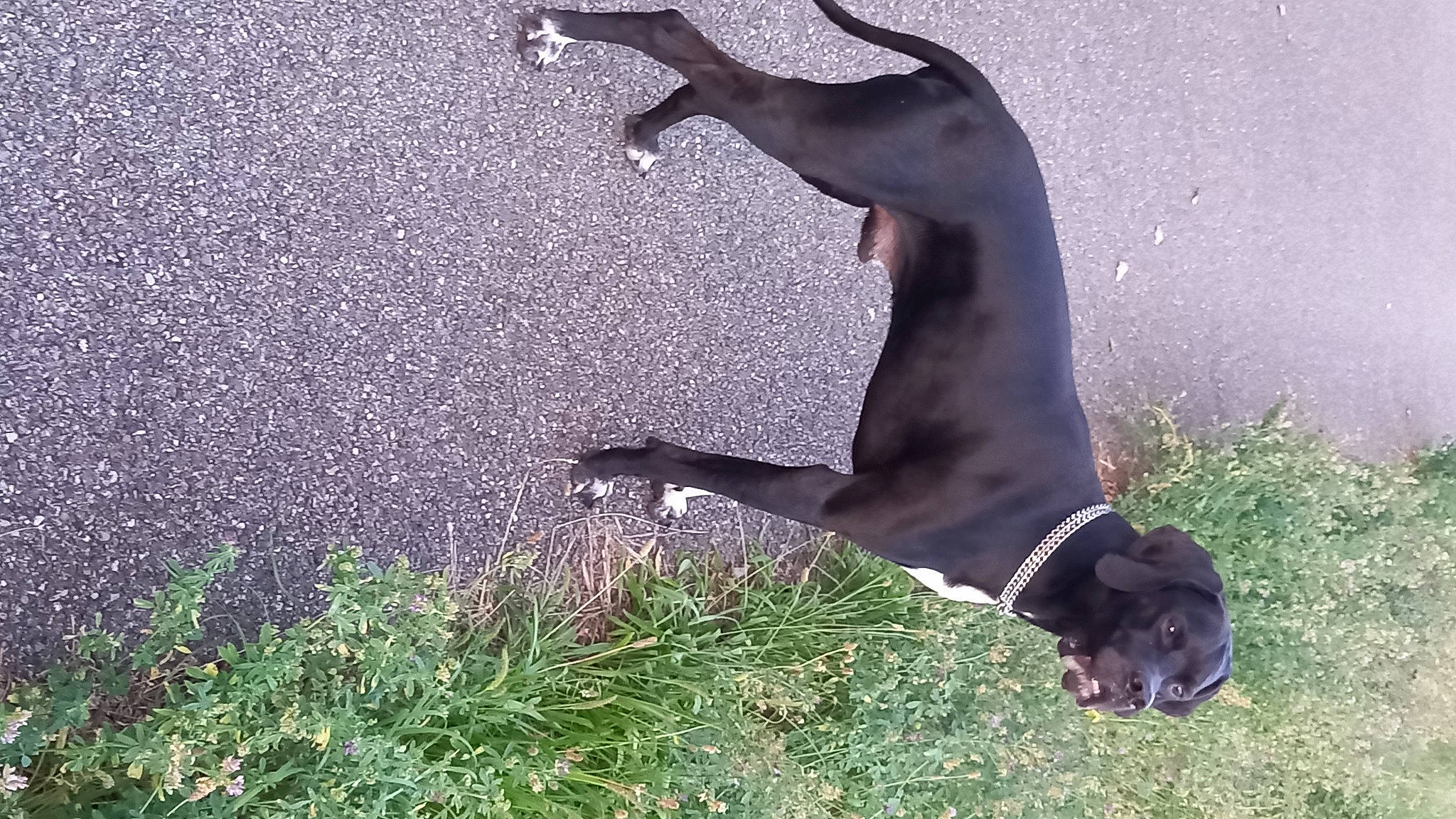 Oslo a rejoint le concours — aidez-le/la à gagner de superbes lots ! canidae, carnivore, dog, dog_breed, fawn, grass, guard_dog, hunting_dog, liver, non_sporting_group, plant, snout, sporting_group, tail, terrestrial_animal, working_animal