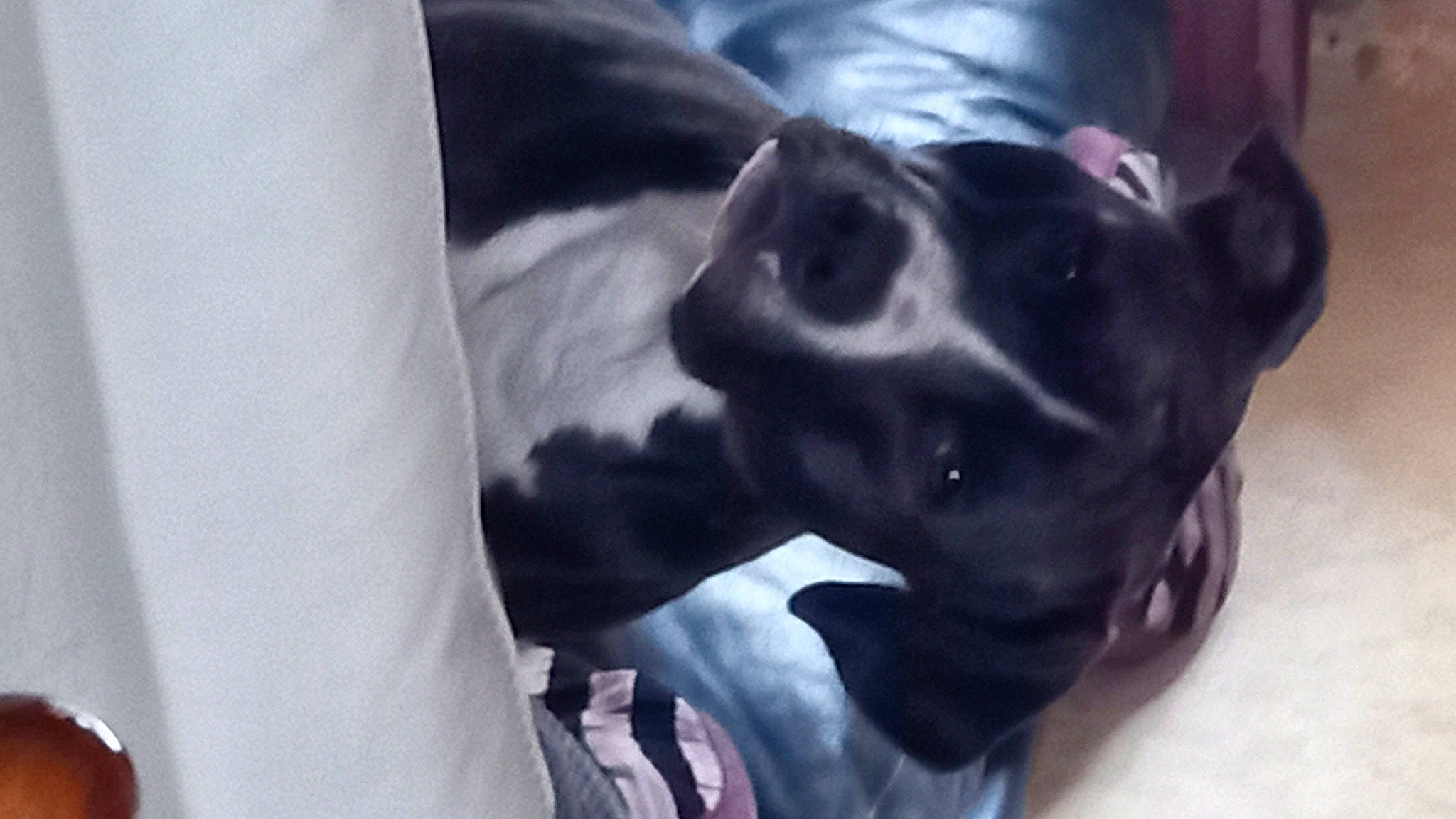 Soyan participe au concours pour gagner de l'argent avec cette photo : canidae, carnivore, comfort, companion_dog, dog, dog_breed, dog_collar, ear, fawn, fur, great_dane, guard_dog, non_sporting_group, puppy, sporting_group, whiskers, working_animal, working_dog