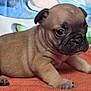 puppy, dog, animal, pet, cute, brown, wrinkles, fur, face, paw, blanket, lying_down, indoors, closeup, small, adorable, young, expression, background, colorful