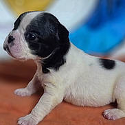 Salty is registered to the contest to win money with this photo: puppy, dog, black_and_white, side_profile, young_animal, cute, fur, pet, small_puppy, indoor, blurred_background, orange_surface, animal, canine, four_legs, adorable, portrait, domestic_animal, soft_fur, curious
