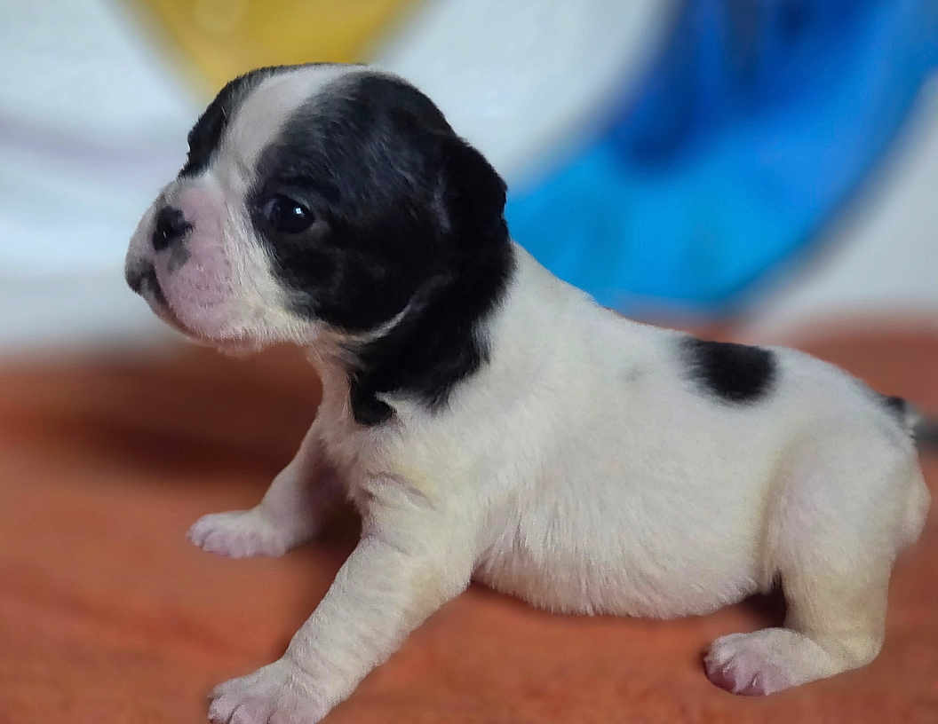 Salty is registered to the contest to win money with this photo: puppy, dog, black_and_white, side_profile, young_animal, cute, fur, pet, small_puppy, indoor, blurred_background, orange_surface, animal, canine, four_legs, adorable, portrait, domestic_animal, soft_fur, curious