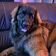 Apache a rejoint le concours — aidez-le/la à gagner de superbes lots ! big_breed, brown_coat, canine, couch, curtain, dog, eyes, fluffy, fur, indoor, large_dog, leather_couch, living_room, paw, pet, portrait, relaxed, sitting, tongue_out, wooden_panel