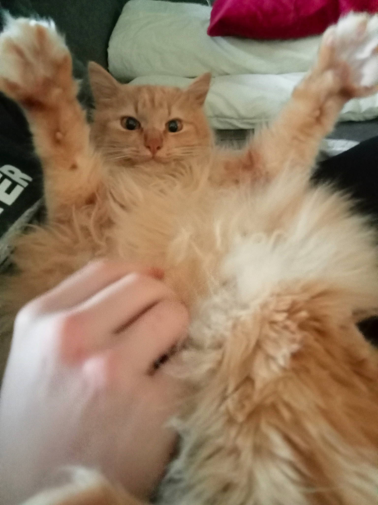 Titi a rejoint le concours — aidez-le/la à gagner de superbes lots ! carnivore, cat, claw, comfort, event, fawn, felidae, fur, gesture, paw, small_to_medium_sized_cats, tail, whiskers