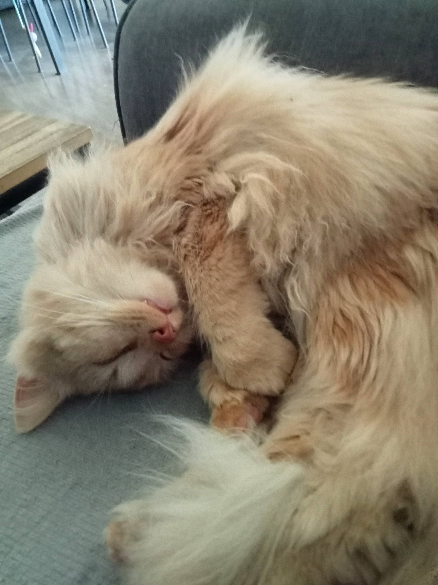 Titi a rejoint le concours — aidez-le/la à gagner de superbes lots ! carnivore, cat, claw, comfort, companion_dog, felidae, fur, nap, natural_material, paw, sky, sleep, small_to_medium_sized_cats, snout, tail, whiskers