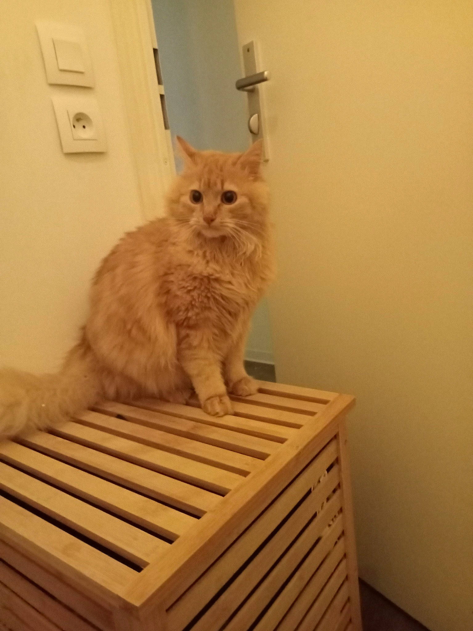 Titi a rejoint le concours — aidez-le/la à gagner de superbes lots ! cabinetry, carnivore, cat, drawer, fawn, felidae, floor, flooring, fur, hardwood, light_switch, plywood, shelf, small_to_medium_sized_cats, snout, tail, whiskers, window, wood, wood_stain