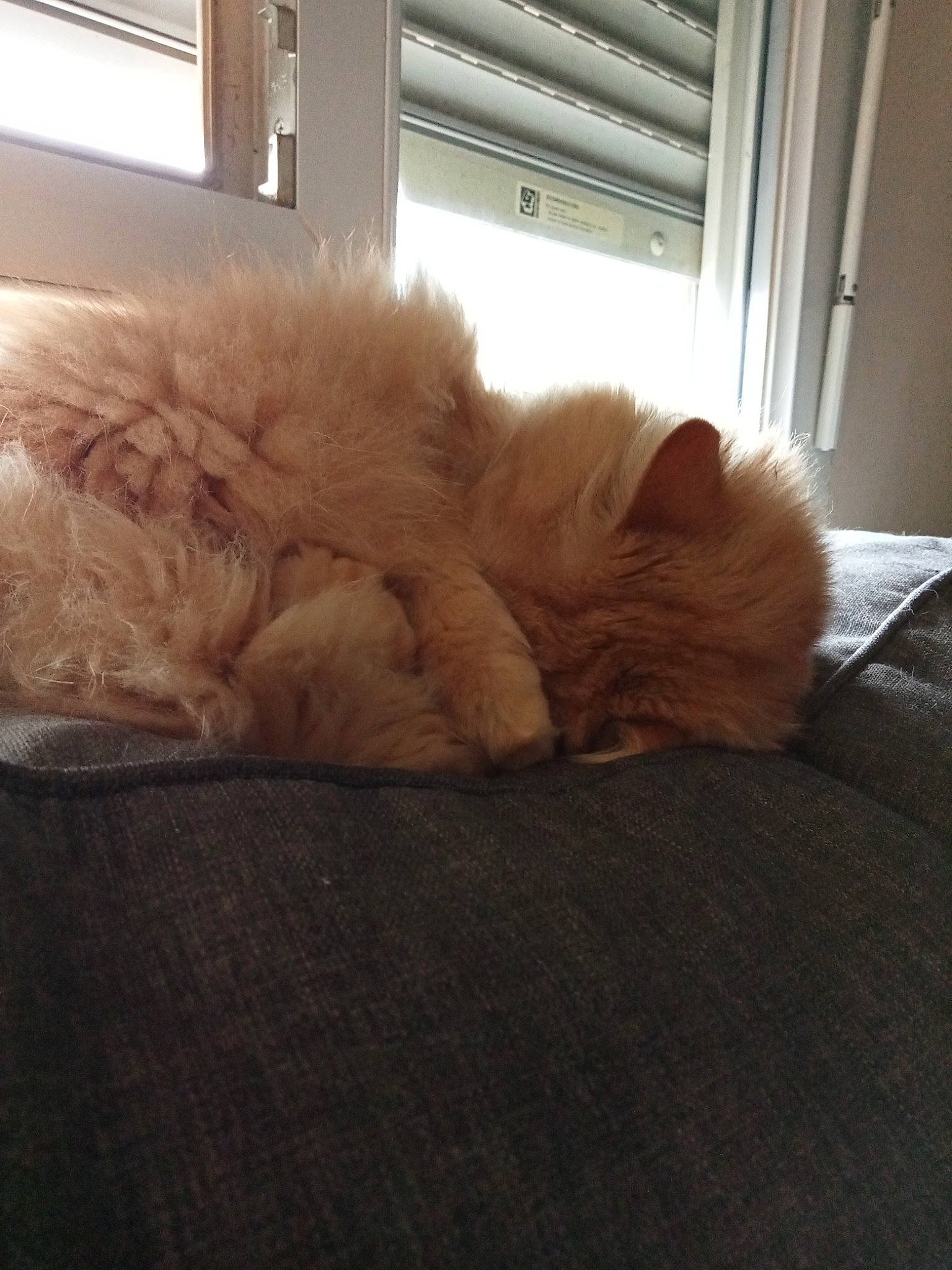 Titi a rejoint le concours — aidez-le/la à gagner de superbes lots ! canidae, carnivore, cat, comfort, companion_dog, dog_breed, fawn, felidae, flooring, fur, hardwood, paw, room, small_to_medium_sized_cats, snout, sporting_group, tail, whiskers, window, wood