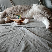 Flocon a rejoint le concours — aidez-le/la à gagner de superbes lots ! cat, sleeping, toy, feather, gray_sheet, indoor, pet, fur, relaxing, stretched_out, paw, whiskers, animal, domestic, cozy, resting, feline, cute, soft, nap