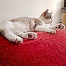 Flocon participe au concours pour gagner de l'argent avec cette photo : animal, black_paw_pad, cat, cozy, cute, feline, fur, home, indoor, paw, pet, pink_paw_pad, red_blanket, relaxed, resting, scratching_post, side_view, textured_blanket, whiskers, white_wall