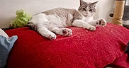 Flocon a rejoint le concours — aidez-le/la à gagner de superbes lots ! animal, cat, comfort, cozy, cute, domestic, feline, fur, home, indoor, laying_down, paw, pet, plush_toy, red_cushion, relaxed, resting, scratching_post, soft, whiskers
