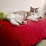 animal, cat, comfort, cozy, cute, domestic, feline, fur, home, indoor, laying_down, paw, pet, plush_toy, red_cushion, relaxed, resting, scratching_post, soft, whiskers
