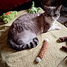 Flocon a rejoint le concours — aidez-le/la à gagner de superbes lots ! animal, blanket, brown, cat, comfort, cozy, feline, fur, indoor, laying, pet, plush_toy, quiet, relaxed, resting, soft_texture, striped_tail, toy, white, yellow