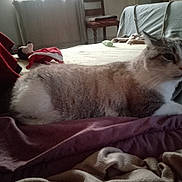 Flocon participe au concours pour gagner de l'argent avec cette photo : animal, bed, blanket, cat, chair, comfort, cozy, curtain, domestic, fur, furniture, home, indoor, light, pet, relaxing, resting, soft, toy, window