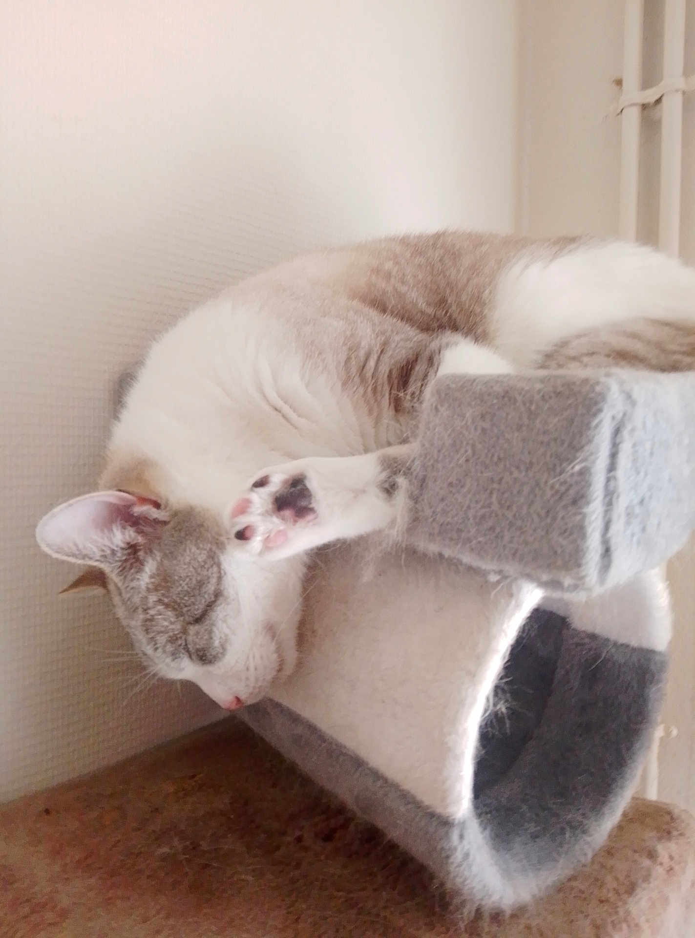 Flocon participe au concours pour gagner de l'argent avec cette photo : cat, sleeping, cat_tree, paw, indoor, feline, resting, fur, cute, relaxed, pet, animal, whiskers, cozy, soft, quiet, home, nap, gray, white