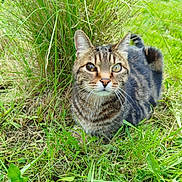 Grimmy a rejoint le concours — aidez-le/la à gagner de superbes lots ! cat, tabby, grass, outdoor, animal, pet, nature, green, fur, whiskers, ears, eyes, mammal, cute, lying_down, relaxed, closeup, wildlife, daylight, field