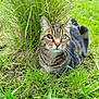 cat, tabby, grass, outdoor, animal, pet, nature, green, fur, whiskers, ears, eyes, mammal, cute, lying_down, relaxed, closeup, wildlife, daylight, field