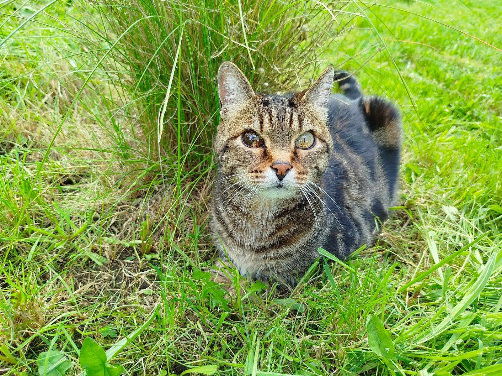 Grimmy a rejoint le concours — aidez-le/la à gagner de superbes lots ! cat, tabby, grass, outdoor, animal, pet, nature, green, fur, whiskers, ears, eyes, mammal, cute, lying_down, relaxed, closeup, wildlife, daylight, field