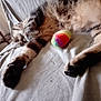 Grimmy participe au concours pour gagner de l'argent avec cette photo : animal, bed, cat, closeup, comfort, cozy, fur, furniture, indoor, paw, pet, rainbow, relaxing, resting, sleeping, soft, striped, tabby, toy, whiskers