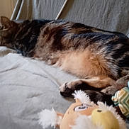 Grimmy participe au concours pour gagner de l'argent avec cette photo : animal, blanket, cat, comfort, couch, cozy, domestic, feline, fur, furniture, home, indoor, lying_down, pet, plush_toy, relaxed, resting, sleeping, soft_texture, tabby