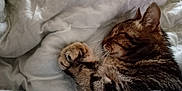 Grimmy participe au concours pour gagner de l'argent avec cette photo : animal, blanket, cat, closeup, comfort, cozy, cute, domestic_cat, feline, fur, indoor, nap, paw, peaceful, pet, resting, sleeping, soft, tabby_cat, whiskers