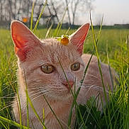 Salamèche a rejoint le concours — aidez-le/la à gagner de superbes lots ! cat, animal, pet, cream_cat, orange_flower, grass, field, outdoors, nature, portrait, closeup, whiskers, ears, eyes, feline, sitting, sunlight, bokeh, spring, garden