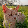 cat, animal, pet, cream_cat, orange_flower, grass, field, outdoors, nature, portrait, closeup, whiskers, ears, eyes, feline, sitting, sunlight, bokeh, spring, garden