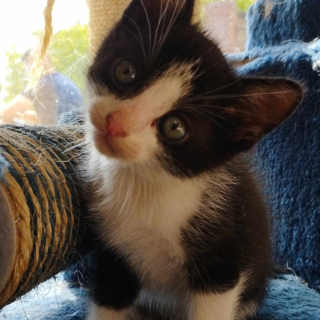 Oreo