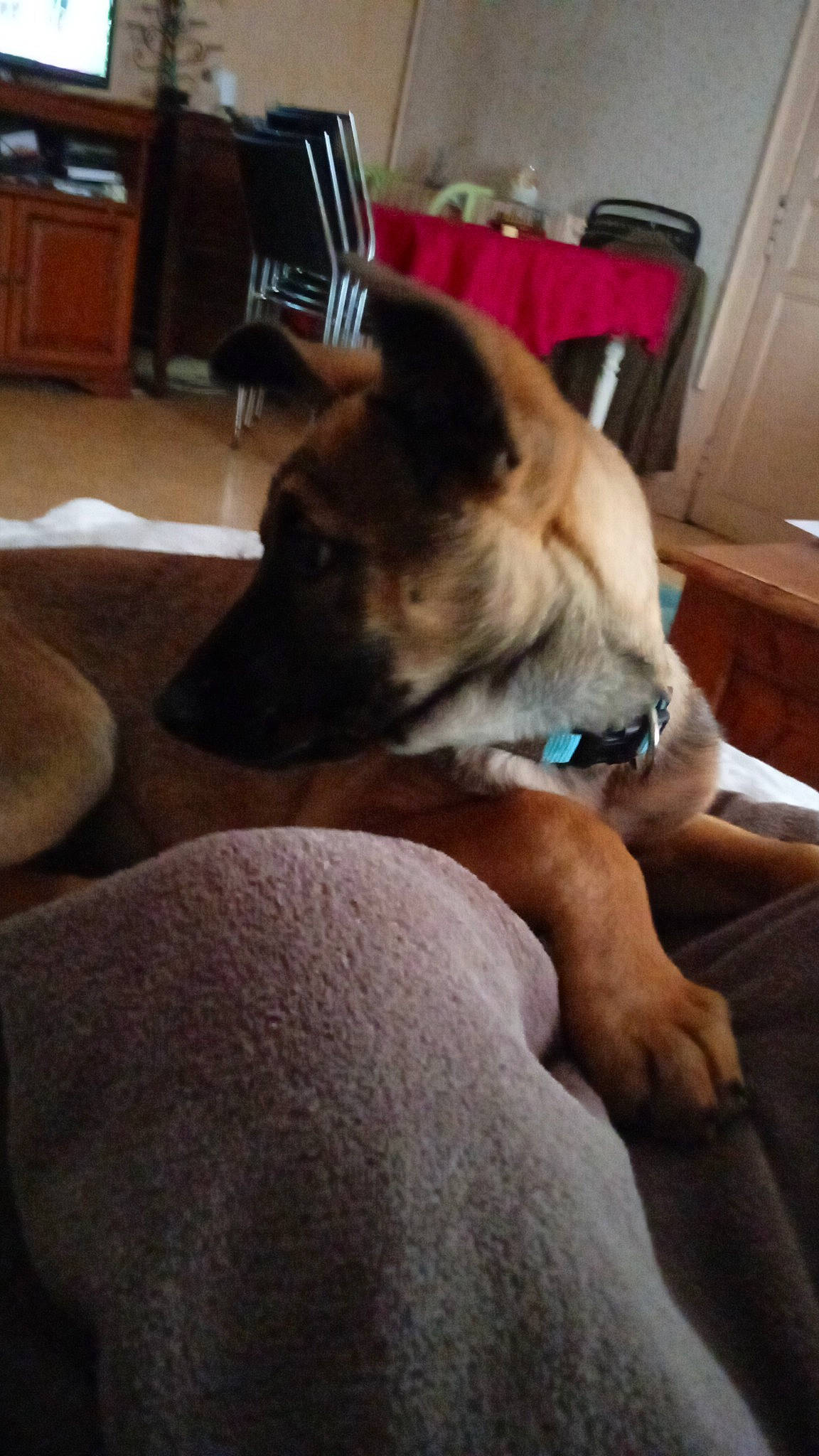 Terra a rejoint le concours — aidez-le/la à gagner de superbes lots ! cabinetry, canidae, carnivore, chest_of_drawers, comfort, companion_dog, dog, dog_breed, drawer, fawn, flooring, fur, hardwood, nap, paw, snout, sporting_group, toy_dog, wood, working_animal