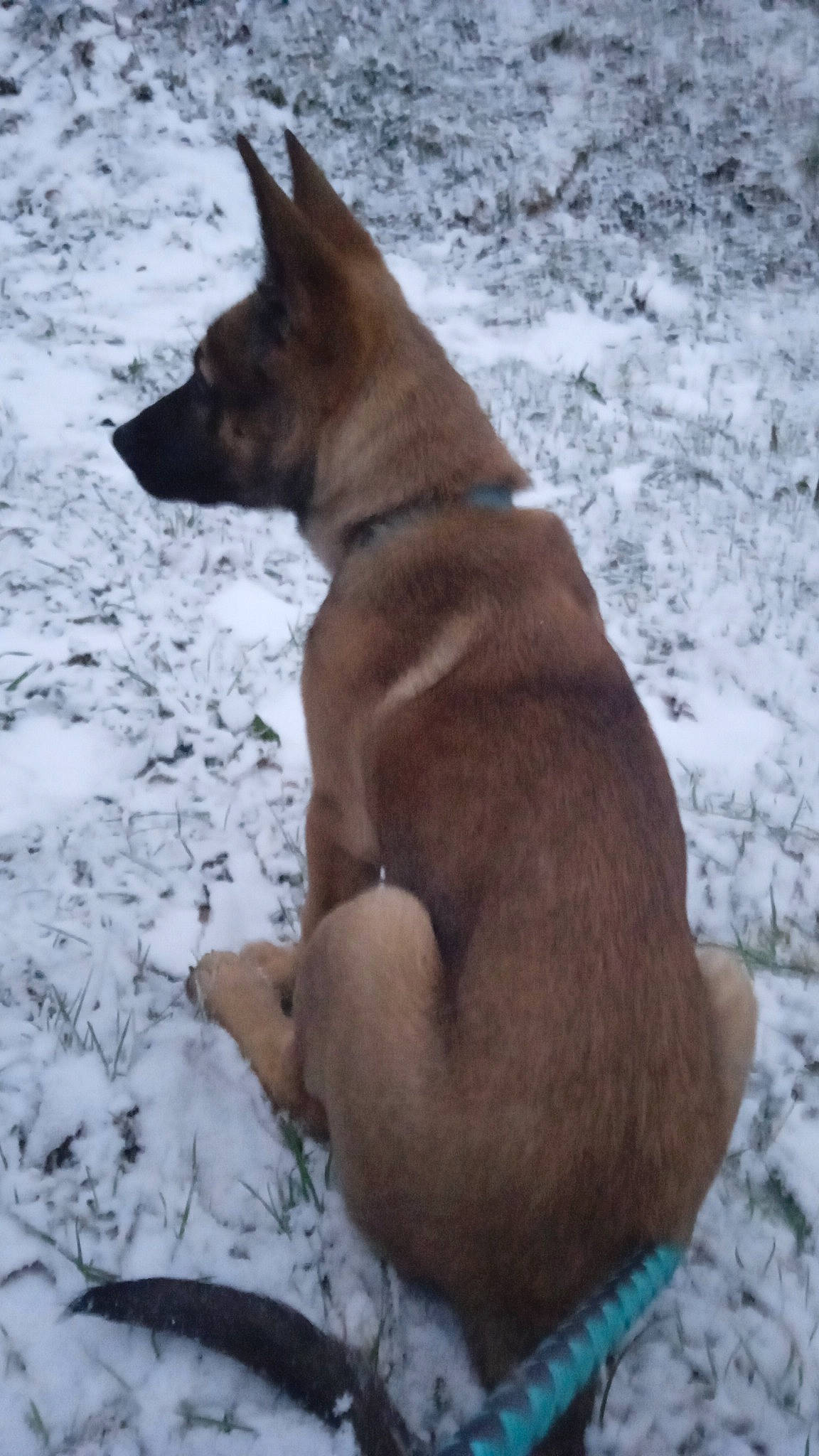 Terra a rejoint le concours — aidez-le/la à gagner de superbes lots ! canidae, carnivore, collar, companion_dog, dog, dog_breed, dog_collar, dog_supply, fawn, liver, non_sporting_group, pet_supply, snout, snow, sporting_group, tail, terrestrial_animal, winter, working_animal, working_dog