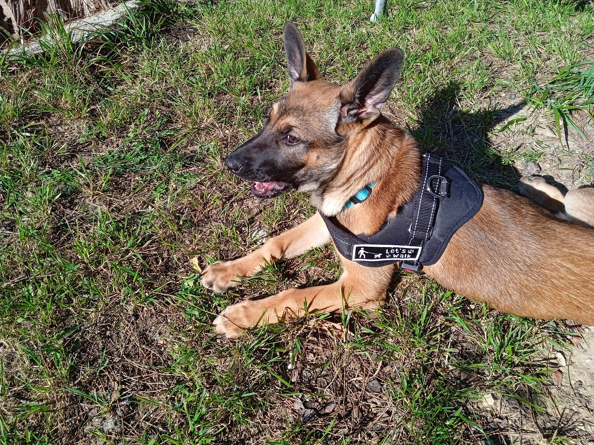 Terra a rejoint le concours — aidez-le/la à gagner de superbes lots ! canidae, carnivore, collar, companion_dog, dog, dog_breed, dog_collar, dog_supply, fawn, grass, hunting_dog, pet_supply, plant, snout, sporting_group, terrestrial_animal, working_animal, working_dog