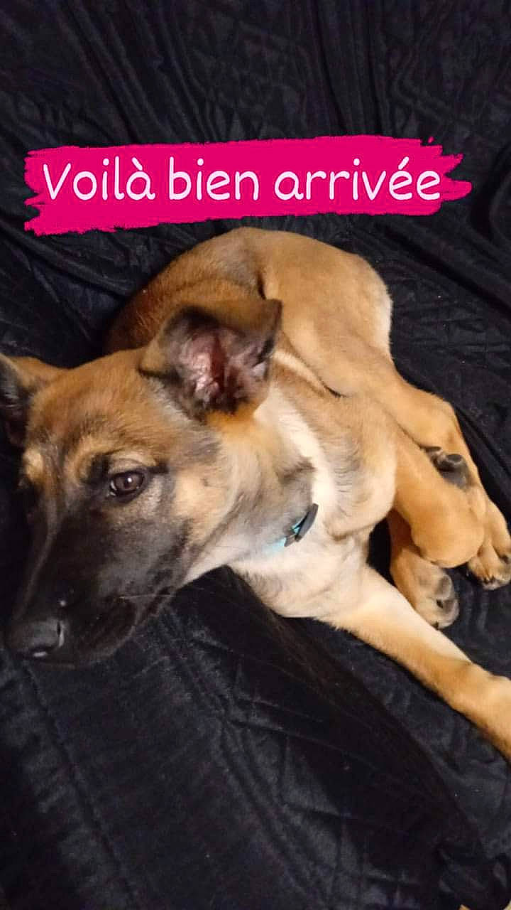 Terra participe au concours pour gagner de l'argent avec cette photo : bored, canidae, carnivore, companion_dog, dog, dog_breed, dog_supply, fawn, fur, mammal, paw, photo_caption, snout, sporting_group, terrestrial_animal, whiskers