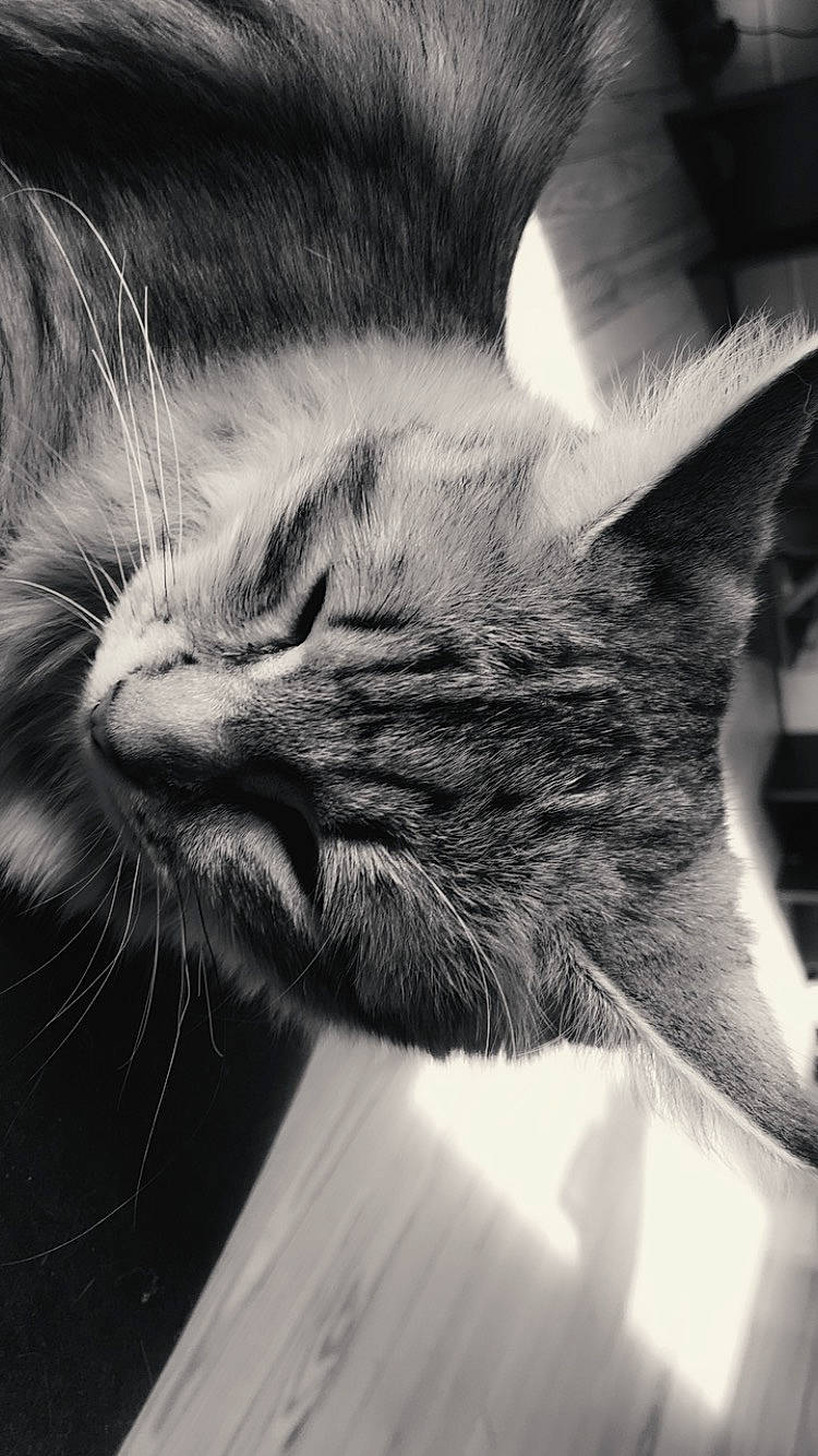 Liu participe au concours pour gagner de l'argent avec cette photo : asian, black, black_and_white, carnivore, cat, close_up, ear, eye, felidae, fur, kitten, monochrome, monochrome_photography, nose, photography, sky, small_to_medium_sized_cats, snout, tabby_cat, whiskers
