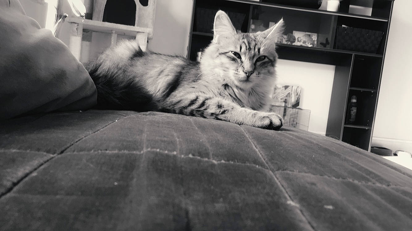 Liu a rejoint le concours — aidez-le/la à gagner de superbes lots ! american_shorthair, asian, black, black_and_white, carnivore, cat, domestic_short_haired_cat, dragon_li, european_shorthair, felidae, kitten, mammal, monochrome, monochrome_photography, photograph, small_to_medium_sized_cats, snapshot, snout, tabby_cat, whiskers