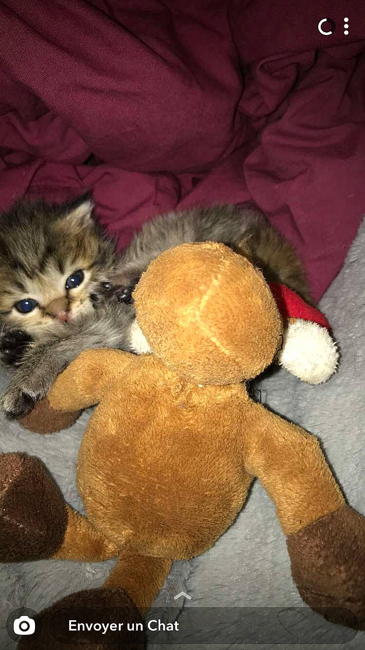 Liu participe au concours pour gagner de l'argent avec cette photo : carnivore, cat, domestic_short_haired_cat, european_shorthair, fawn, felidae, fur, kitten, plush, small_to_medium_sized_cats, stuffed_toy, tabby_cat, tail, teddy_bear, whiskers