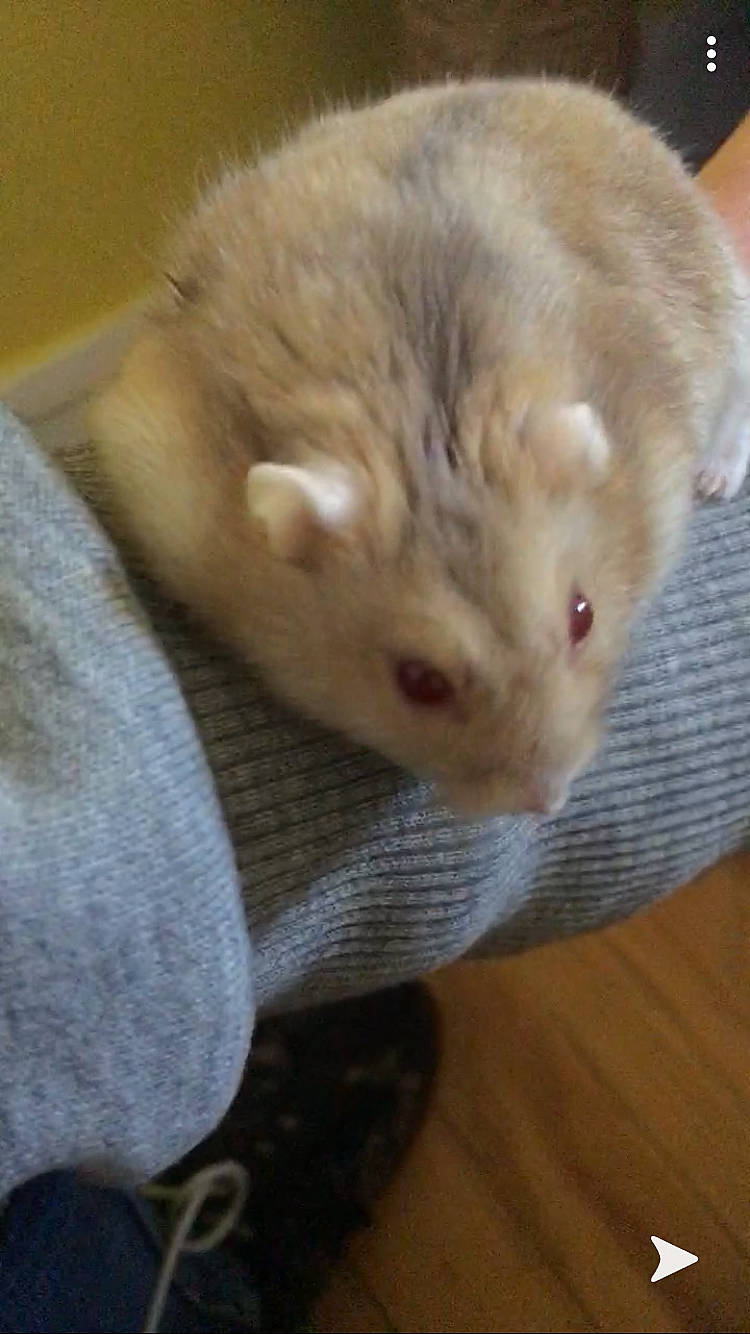 Kiwi a rejoint le concours — aidez-le/la à gagner de superbes lots ! beige, chinchilla, ear, fawn, ferret, fur, gerbil, hamster, iris, mammal, mouse, muridae, muroidea, mustelidae, mustelinae, rat, rodent, skin, snout, whiskers