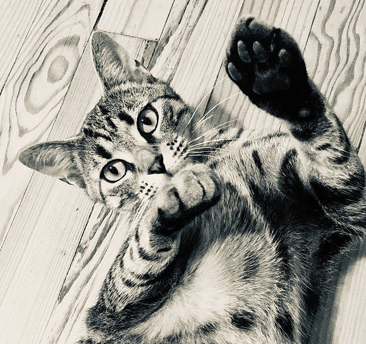 Haina participe au concours pour gagner de l'argent avec cette photo : american_shorthair, american_wirehair, asian, black_and_white, carnivore, cat, domestic_short_haired_cat, dragon_li, drawing, european_shorthair, felidae, hand, illustration, kitten, paw, polydactyl_cat, small_to_medium_sized_cats, snout, tabby_cat, whiskers