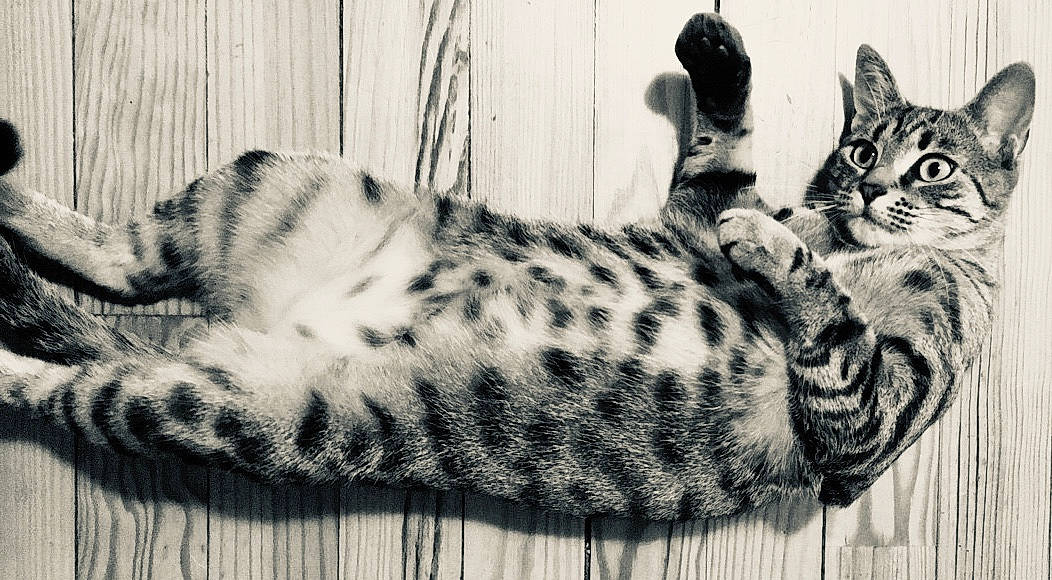 Haina participe au concours pour gagner de l'argent avec cette photo : american_shorthair, asian, bengal, black_and_white, carnivore, cat, domestic_short_haired_cat, dragon_li, egyptian_mau, european_shorthair, felidae, kitten, mammal, small_to_medium_sized_cats, tabby_cat, vertebrate, whiskers