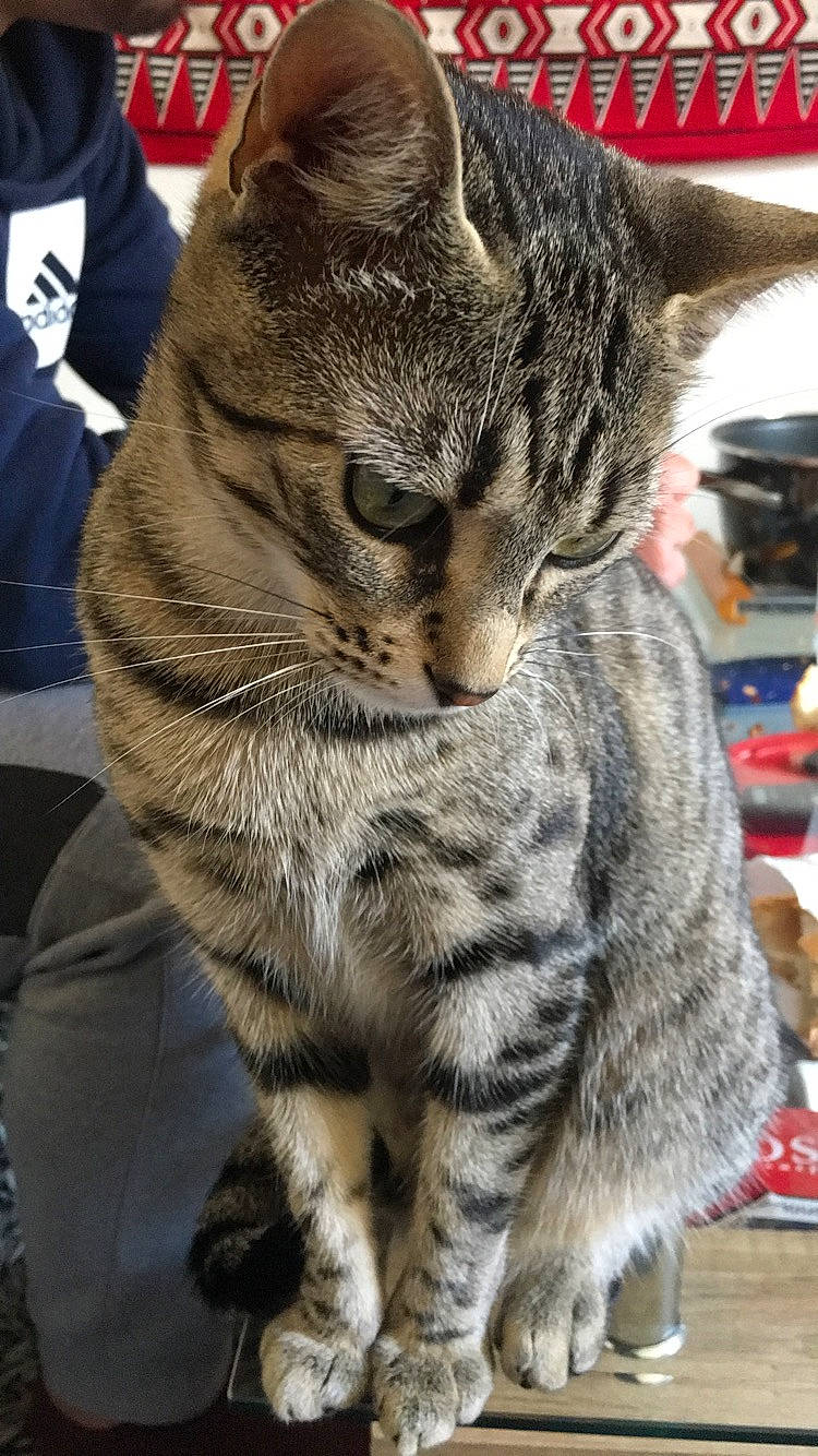 Haina a rejoint le concours — aidez-le/la à gagner de superbes lots ! american_shorthair, asian, bengal, california_spangled, carnivore, cat, domestic_short_haired_cat, dragon_li, egyptian_mau, european_shorthair, felidae, kitten, mammal, pixie_bob, small_to_medium_sized_cats, snout, tabby_cat, vertebrate, whiskers, wild_cat