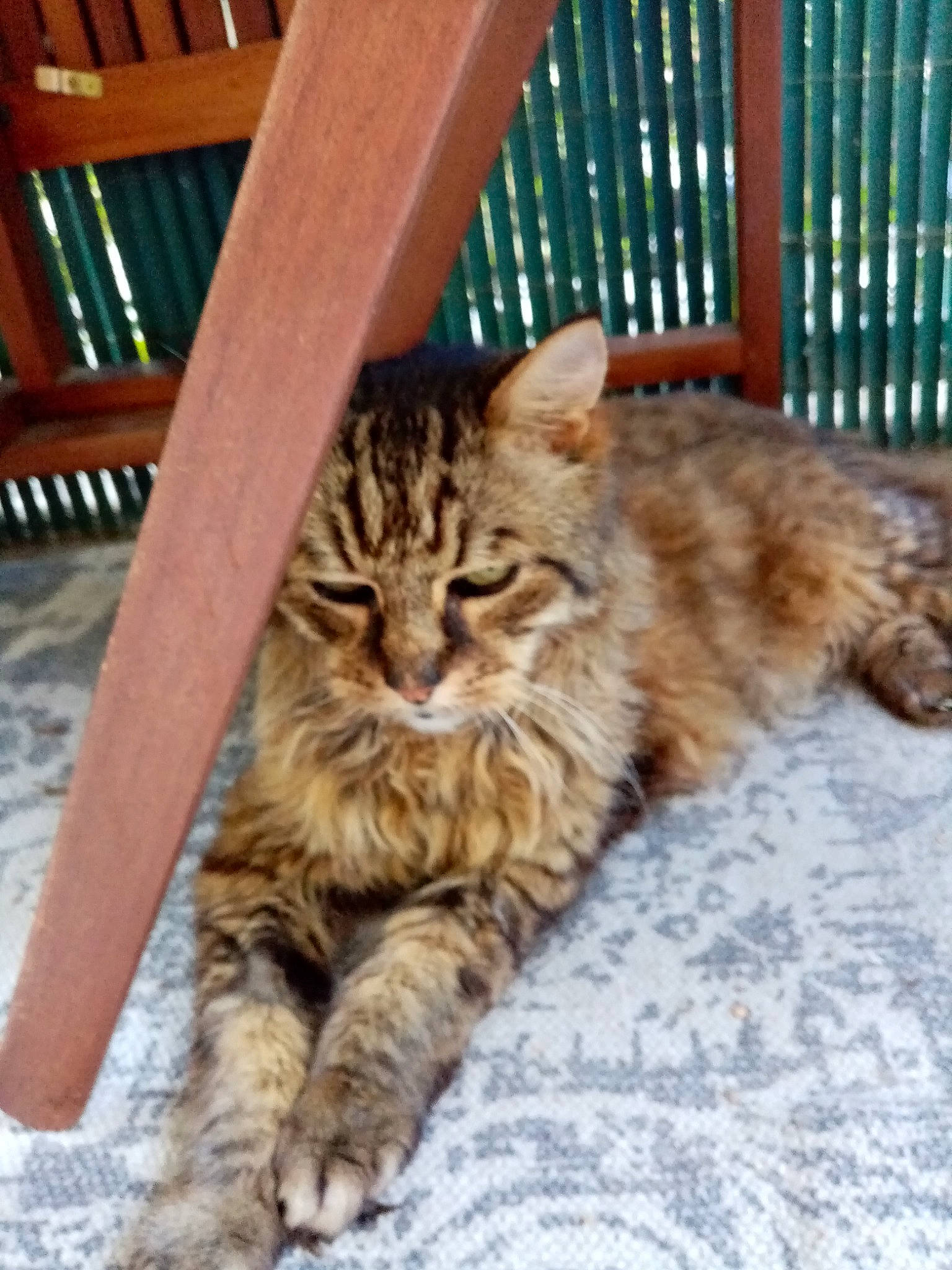 Junior participe au concours pour gagner de l'argent avec cette photo : carnivore, cat, claw, domestic_short_haired_cat, fawn, felidae, fence, flooring, fur, hardwood, maine_coon, paw, sitting, small_to_medium_sized_cats, snout, tail, terrestrial_animal, tree, whiskers, wood