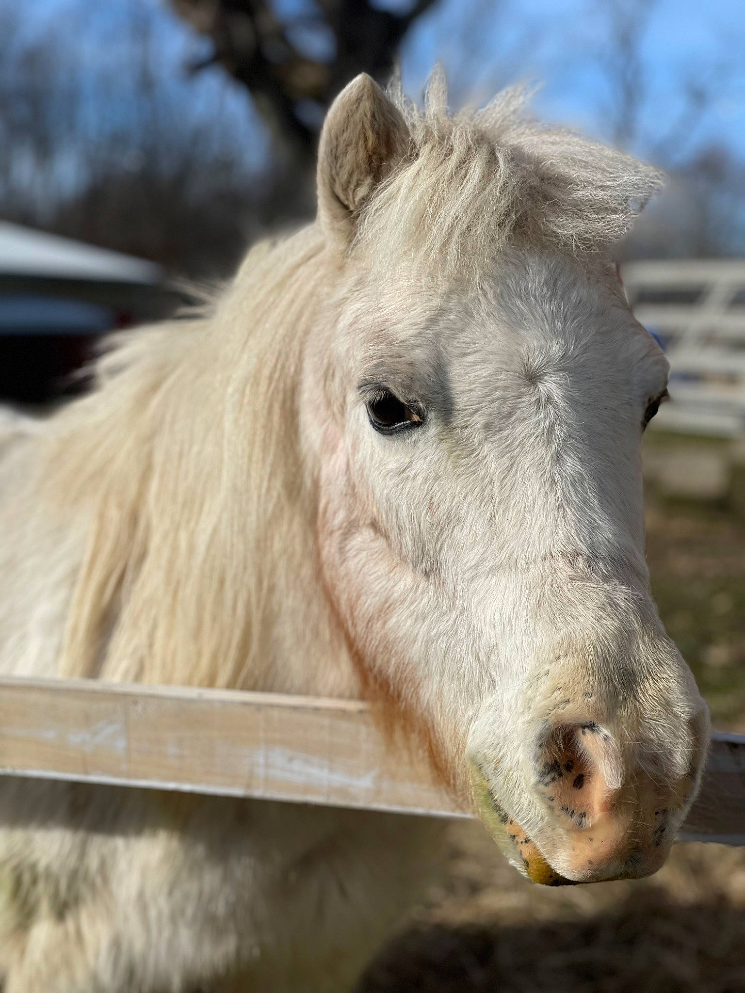 Ellie is registered to the contest to win money with this photo: eye, eyelash, fur, horse, landscape, liver, livestock, mane, mare, mustang_horse, pack_animal, pasture, ranch, sky, stallion, terrestrial_animal, working_animal