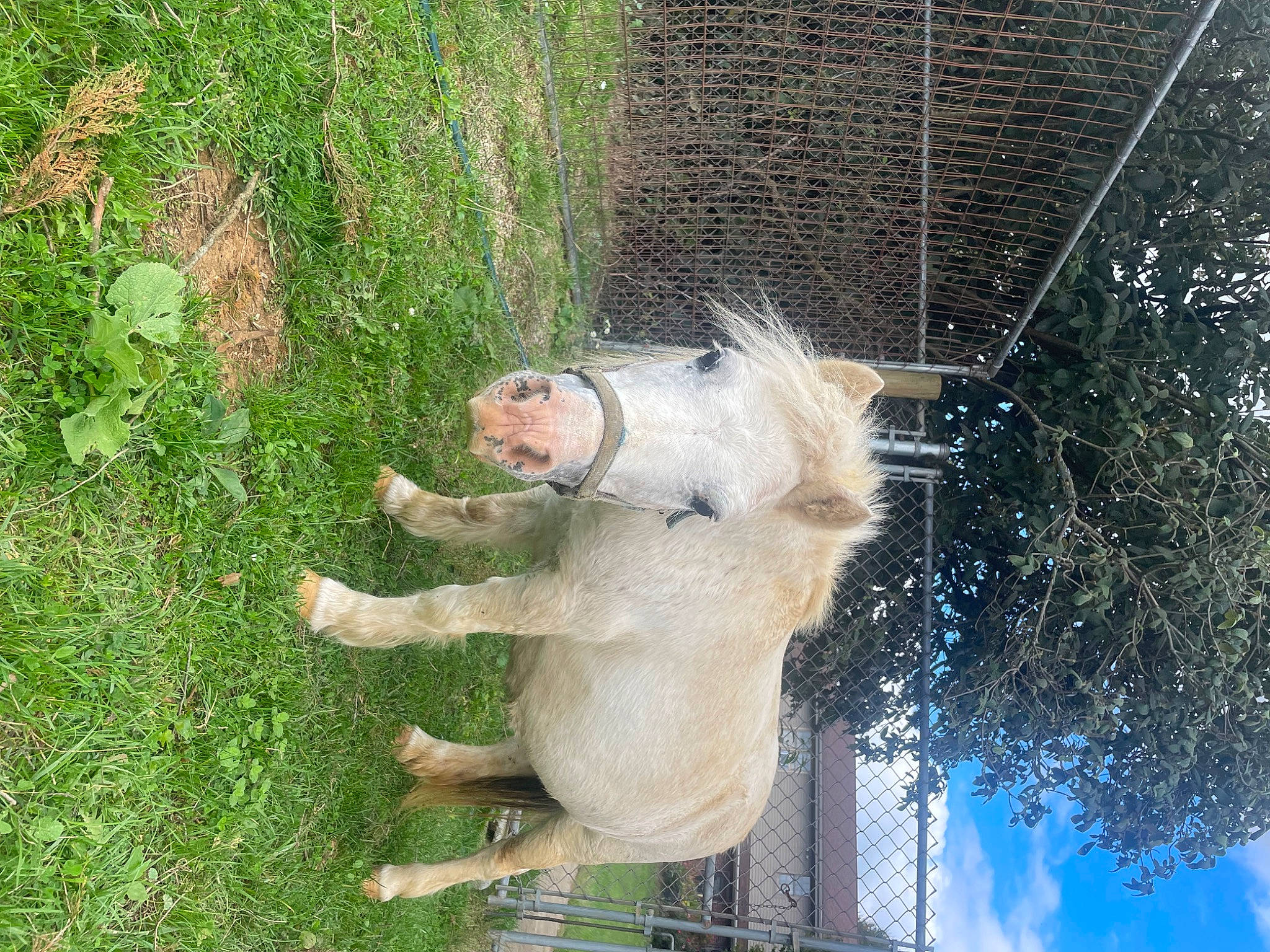 Ellie joined the competition — help win amazing prizes! canidae, companion_dog, dog_breed, fawn, felidae, fur, grass, plant, snout, sporting_group, tail, terrestrial_animal, tree, twig, whiskers, wildlife