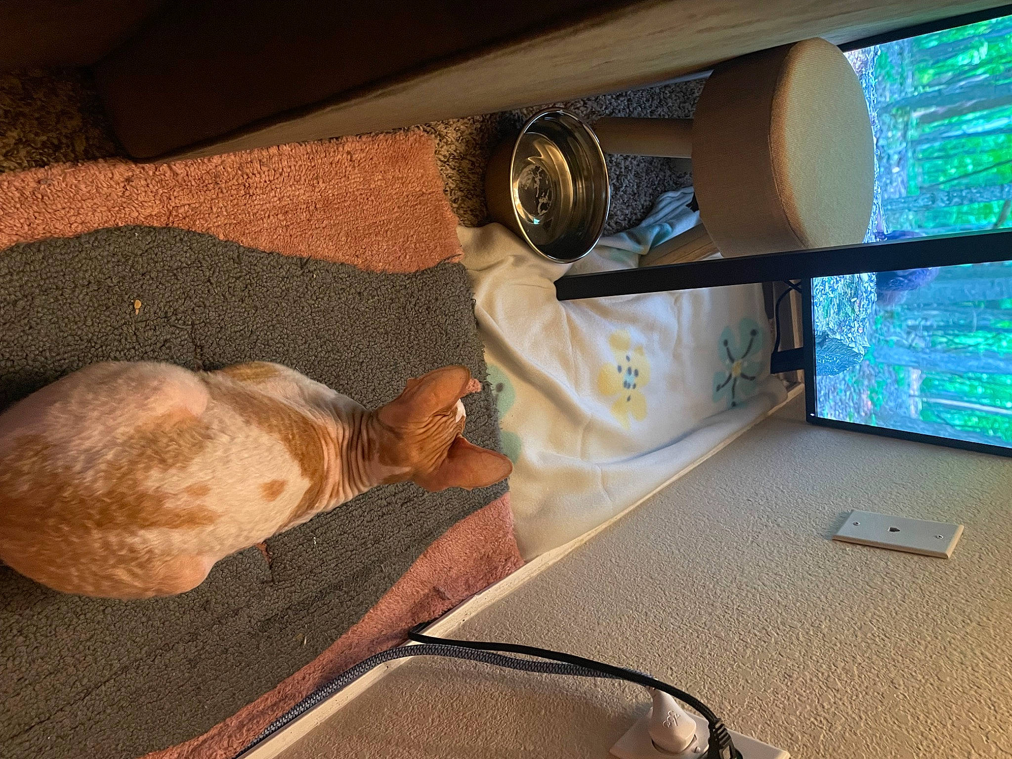 Pete joined the competition — help win amazing prizes! audio_equipment, auto_part, automotive_design, automotive_exterior, automotive_mirror, carnivore, comfort, companion_dog, dog, eyewear, fawn, flooring, personal_luxury_car, plant, room, vehicle, vehicle_door, window, windshield, wood