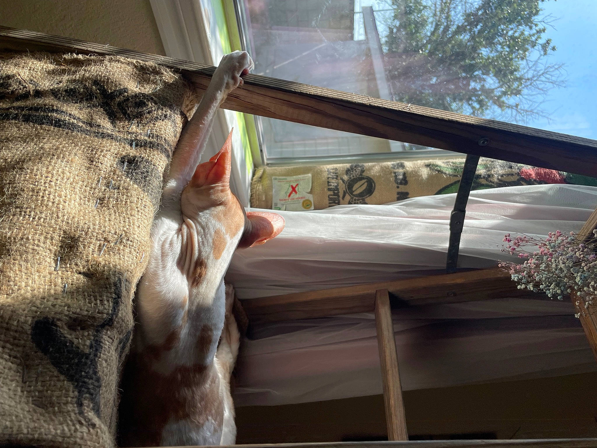 Pete joined the competition — help win amazing prizes! comfort, curtain, daylighting, fur, glass, hardwood, house, linens, plant, room, sash_window, shade, textile, tints_and_shades, tree, trunk, window, window_covering, window_treatment, wood