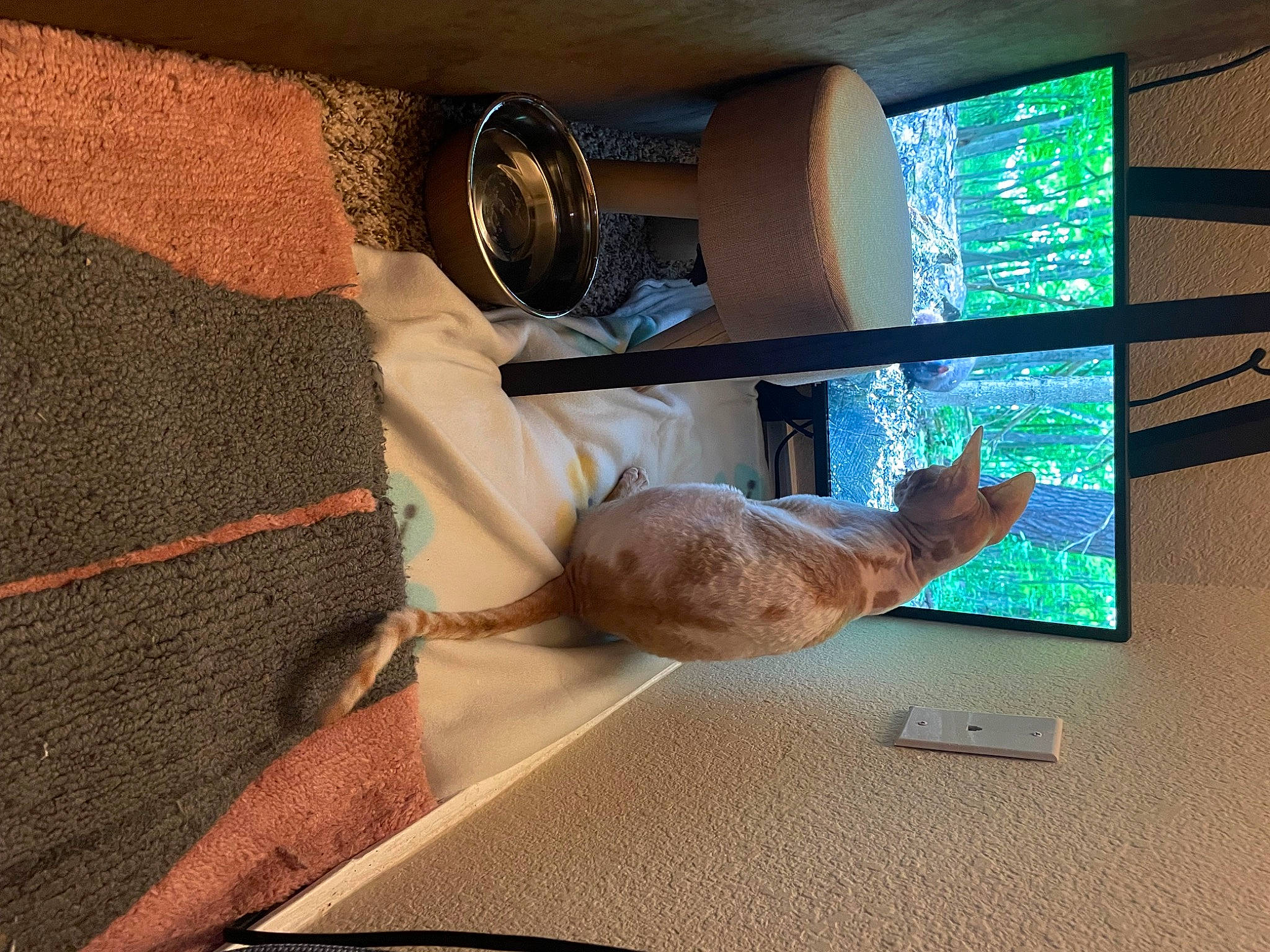 Pete is registered to the contest to win money with this photo: audio_equipment, comfort, desktop_computer, display_device, electronic_device, flat_panel_display, flooring, gadget, hardwood, hat, house, interior_design, machine, multimedia, output_device, room, television_set, tints_and_shades, window, wood