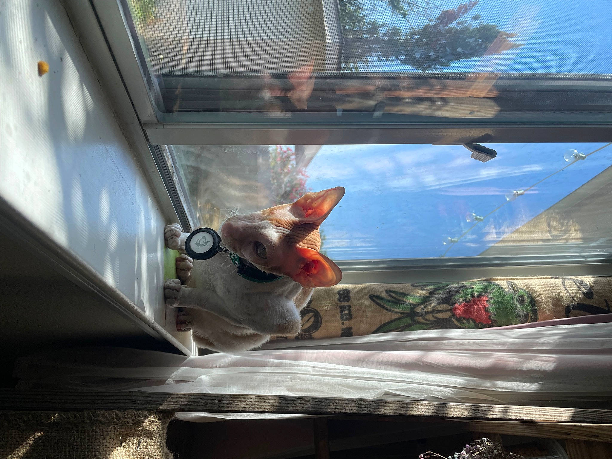 Pete is registered to the contest to win money with this photo: auto_part, automotive_design, automotive_exterior, automotive_lighting, automotive_window_part, carnivore, cat, felidae, glass, hood, motor_vehicle, shade, sky, small_to_medium_sized_cats, sunglasses, tints_and_shades, vehicle_door, vertebrate, whiskers, windshield