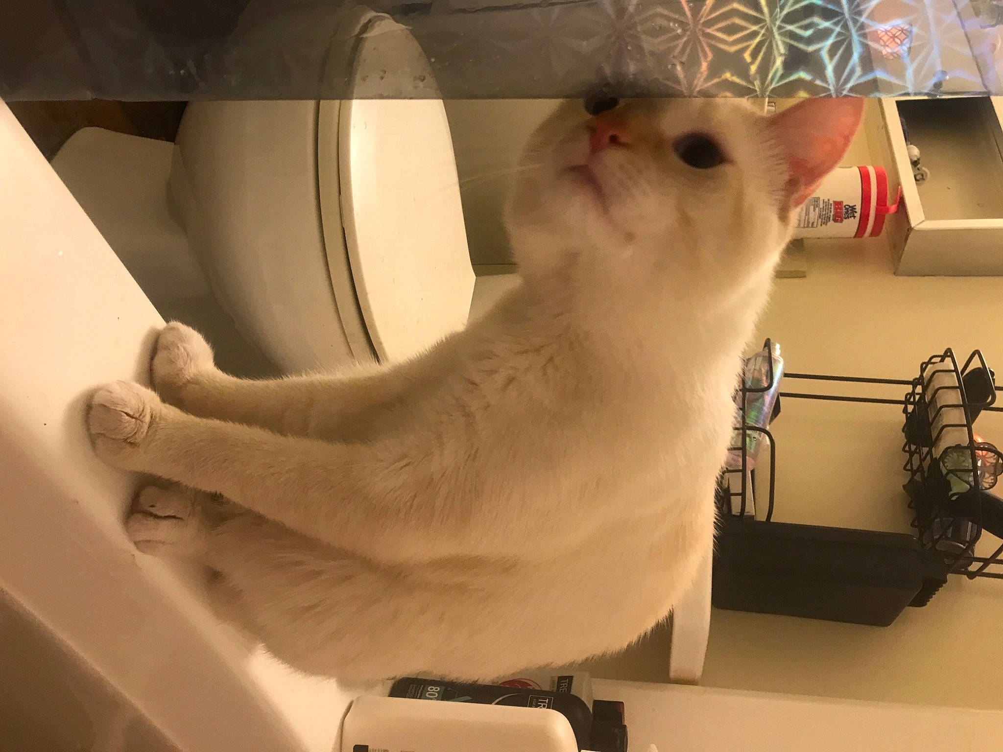 Aero is registered to the contest to win money with this photo: carnivore, cat, ceiling, cockatoo, domestic_short_haired_cat, eye, fawn, felidae, fur, paw, pet_supply, room, shelf, small_to_medium_sized_cats, snout, tail, whiskers