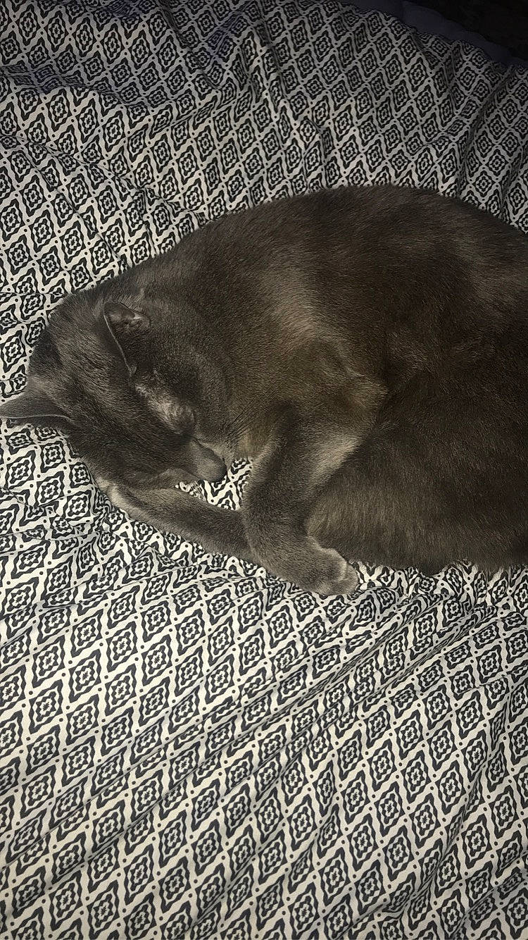 Meeko participe au concours pour gagner de l'argent avec cette photo : black_cat, canidae, carnivore, cat, comfort, darkness, dog_breed, domestic_short_haired_cat, felidae, flooring, fur, grey, mesh, monochrome, monochrome_photography, pattern, small_to_medium_sized_cats, tail, terrestrial_animal, whiskers