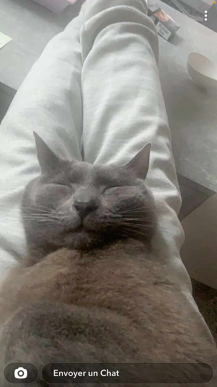 Meeko